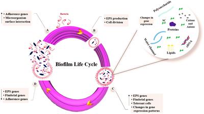 Targeting bacterial biofilm-related genes with nanoparticle-based strategies